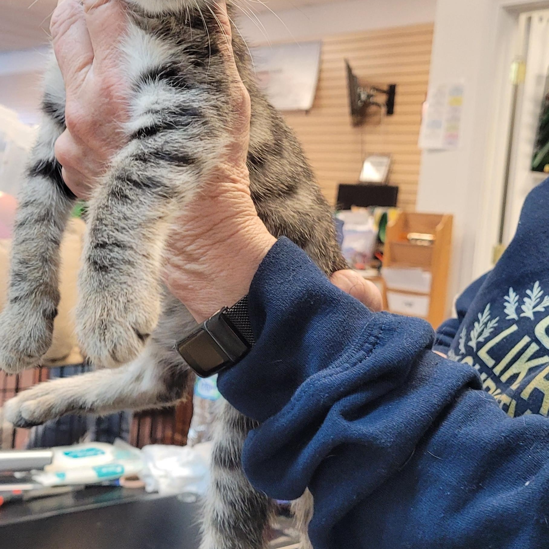 Enlarge Kirk, a Adopted Domestic Short Hair in Lawrenceville, GA image 3/3