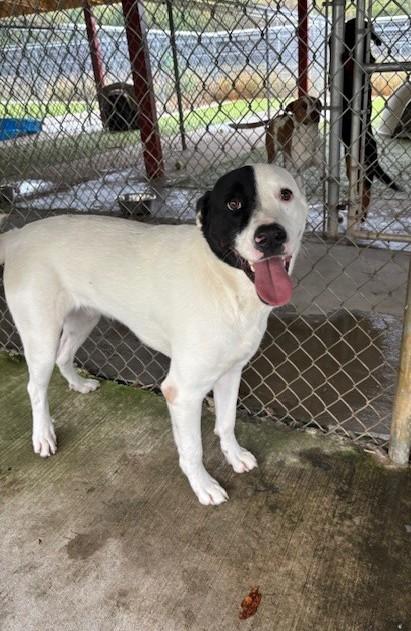 Billy, a Adoptable mixed breed in Fayetteville, AR image 4/4