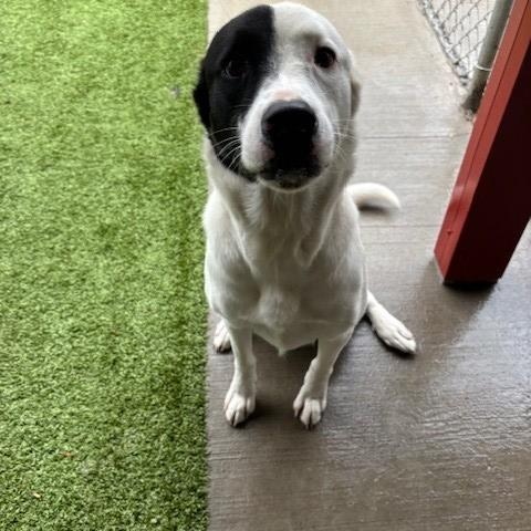 Billy, a Adoptable mixed breed in Fayetteville, AR image 3/4