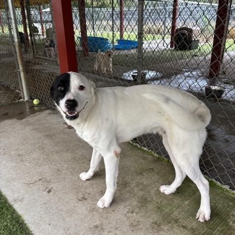 Billy, a Adoptable mixed breed in Fayetteville, AR image 2/4