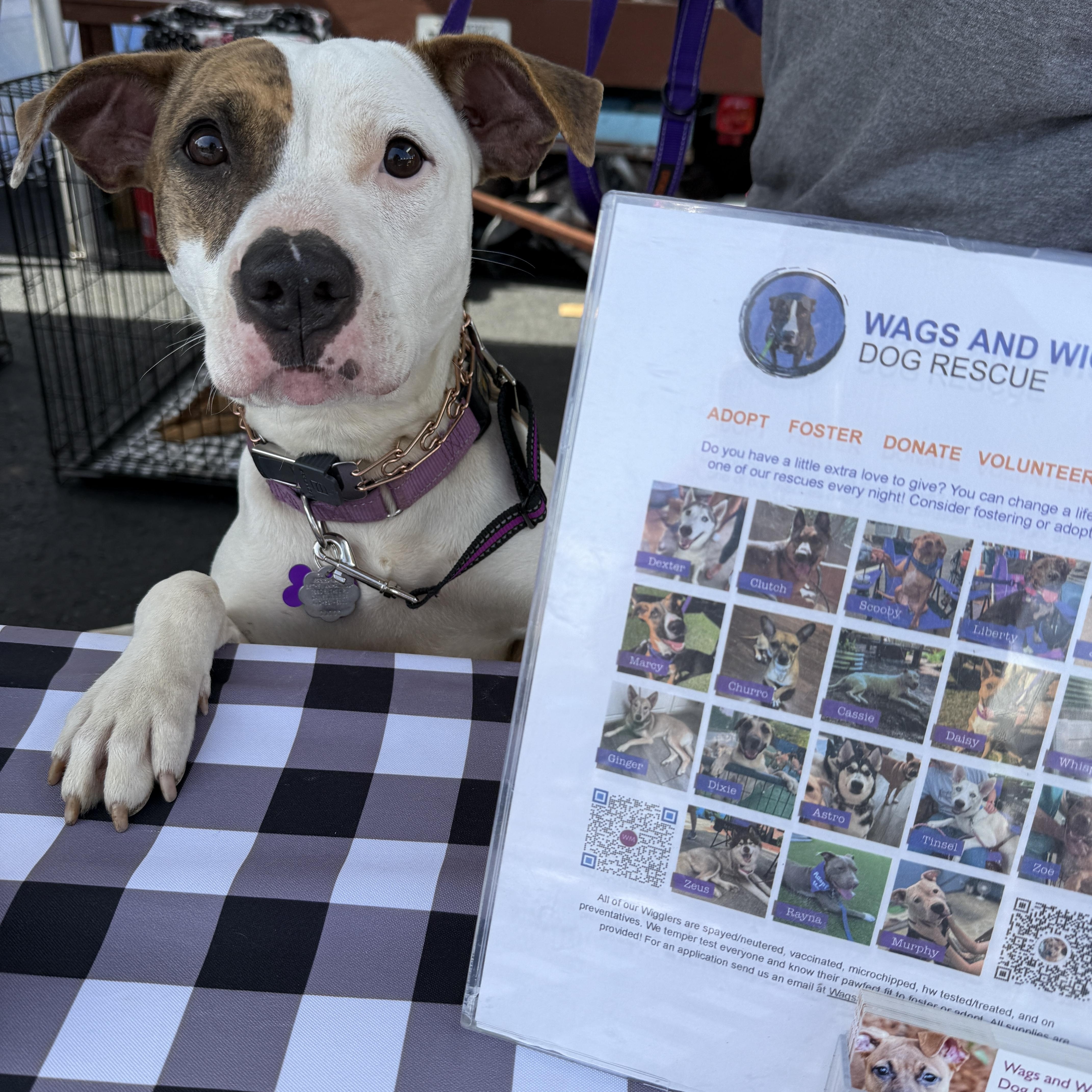 Marla, a Adoptable mixed breed in Cumming, GA image 6/6