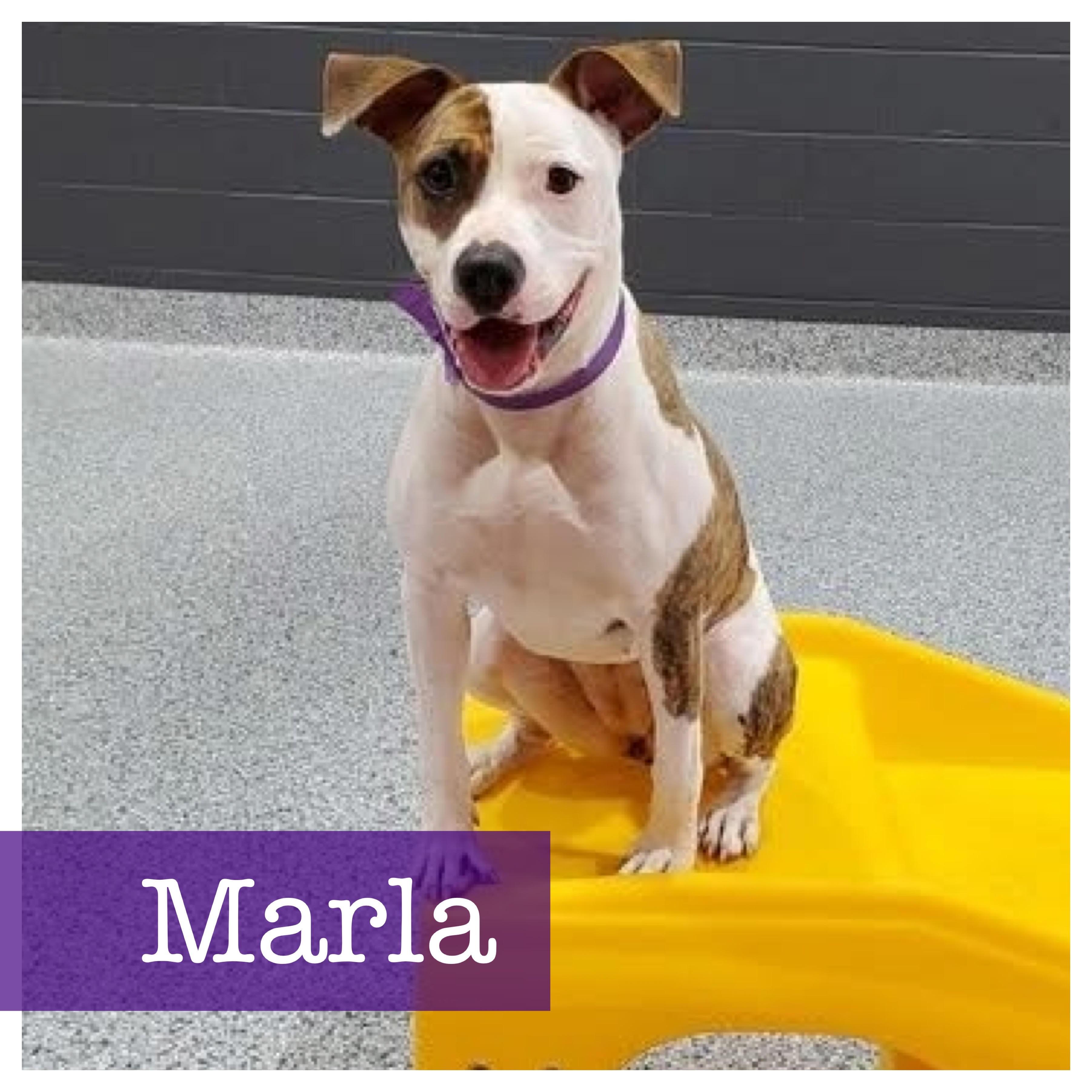 Marla, a Adoptable mixed breed in Cumming, GA image 1/6