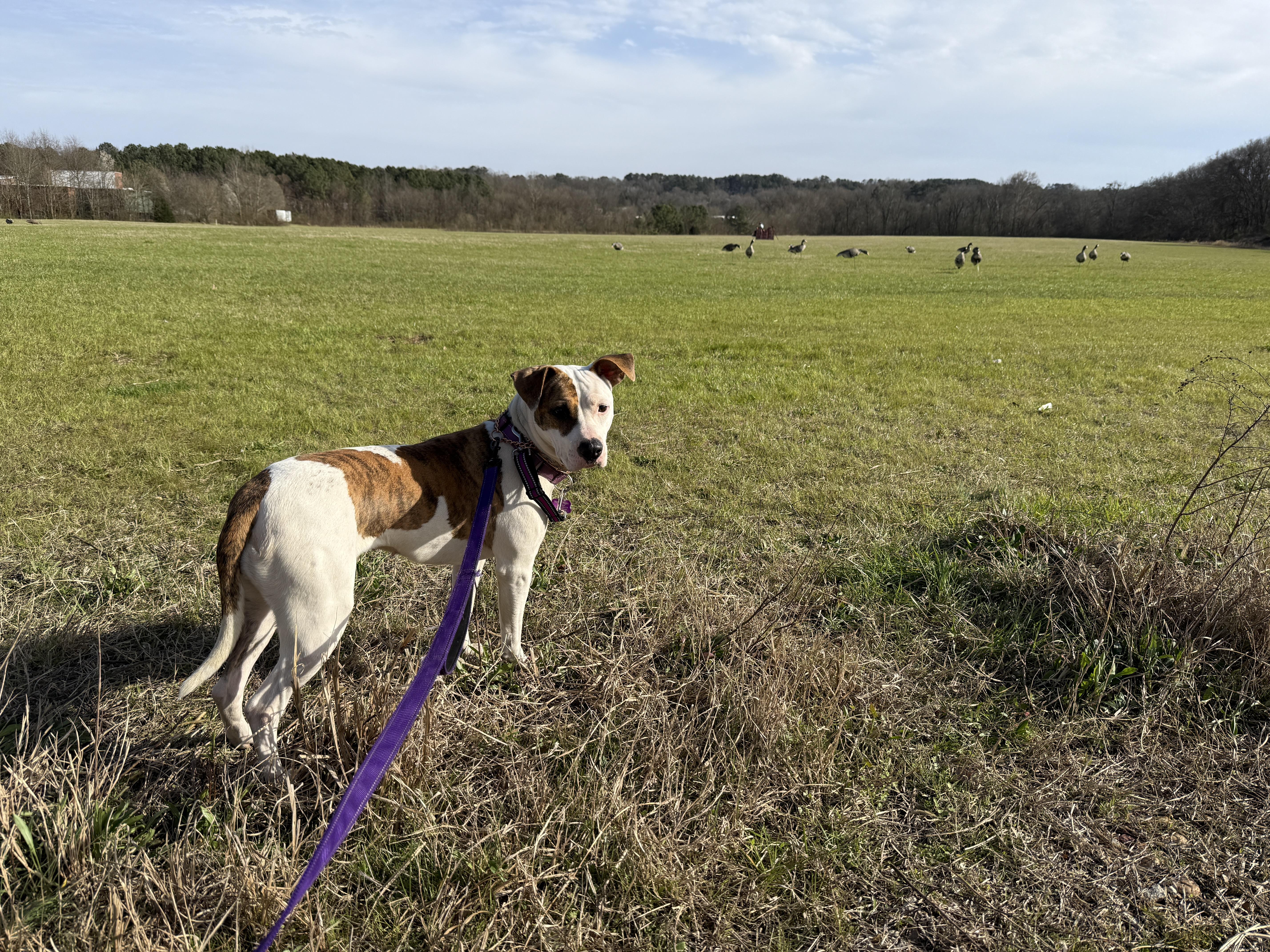 Marla, a Adoptable mixed breed in Cumming, GA image 5/6