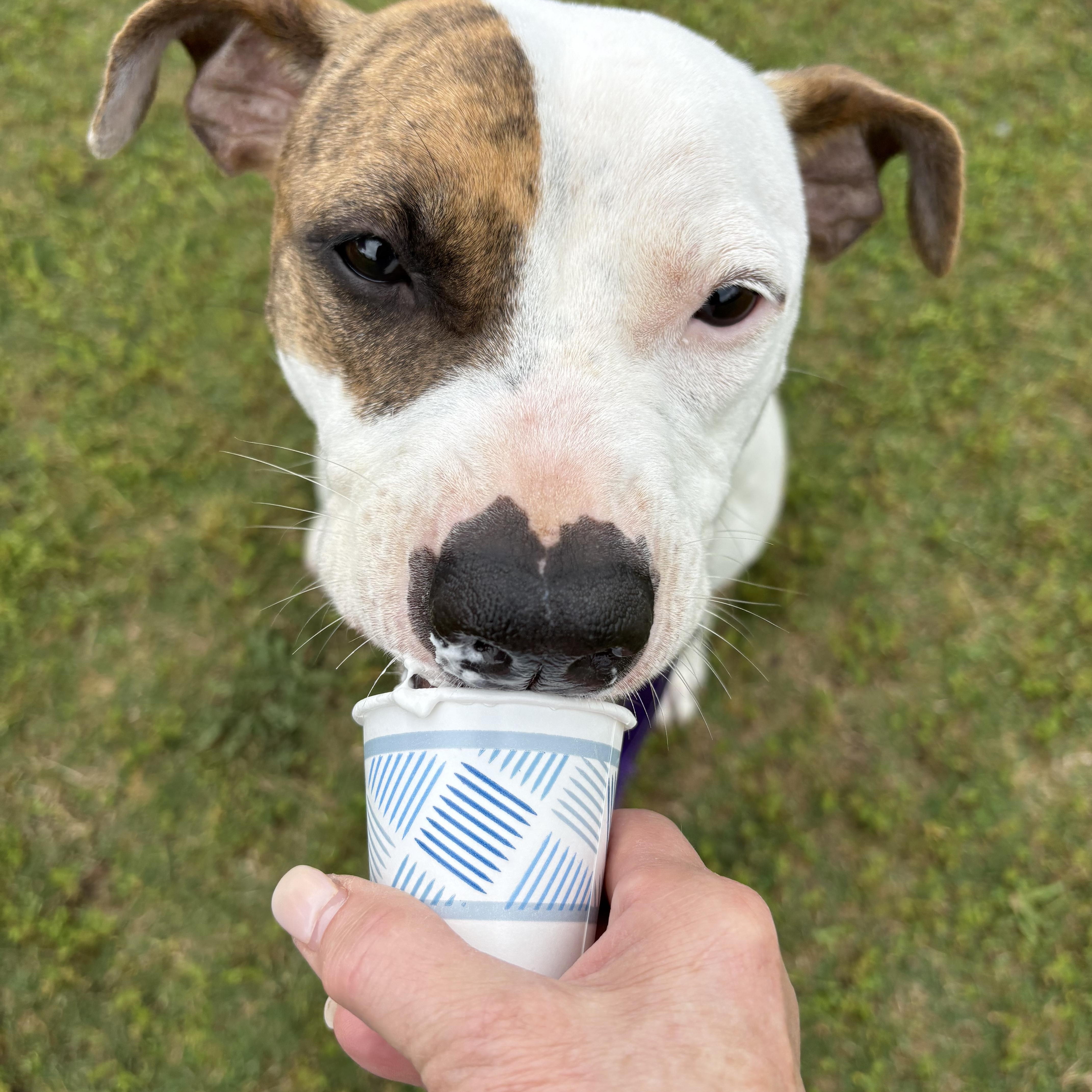 Marla, a Adoptable mixed breed in Cumming, GA image 4/6