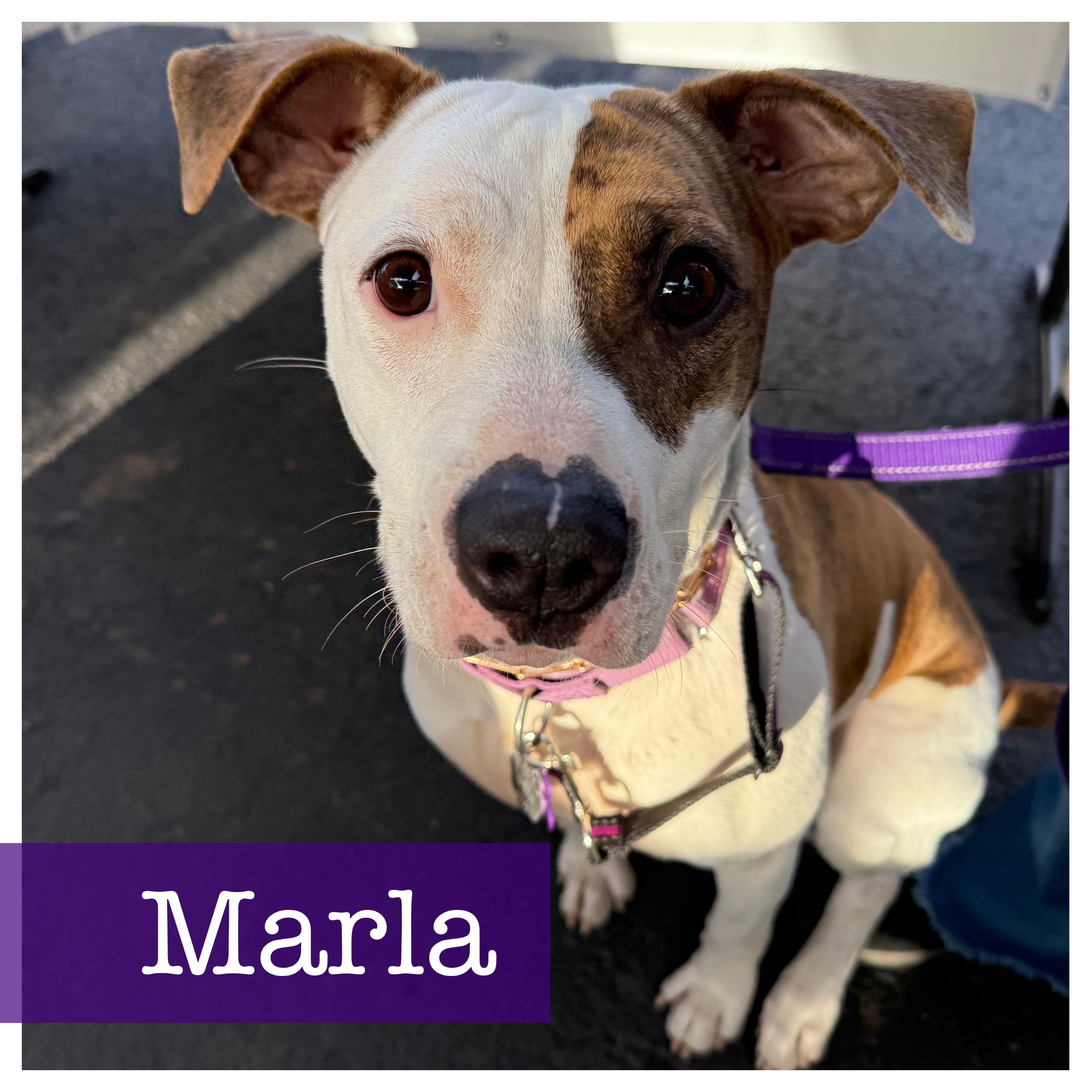 Marla, a Adoptable mixed breed in Cumming, GA image 2/6