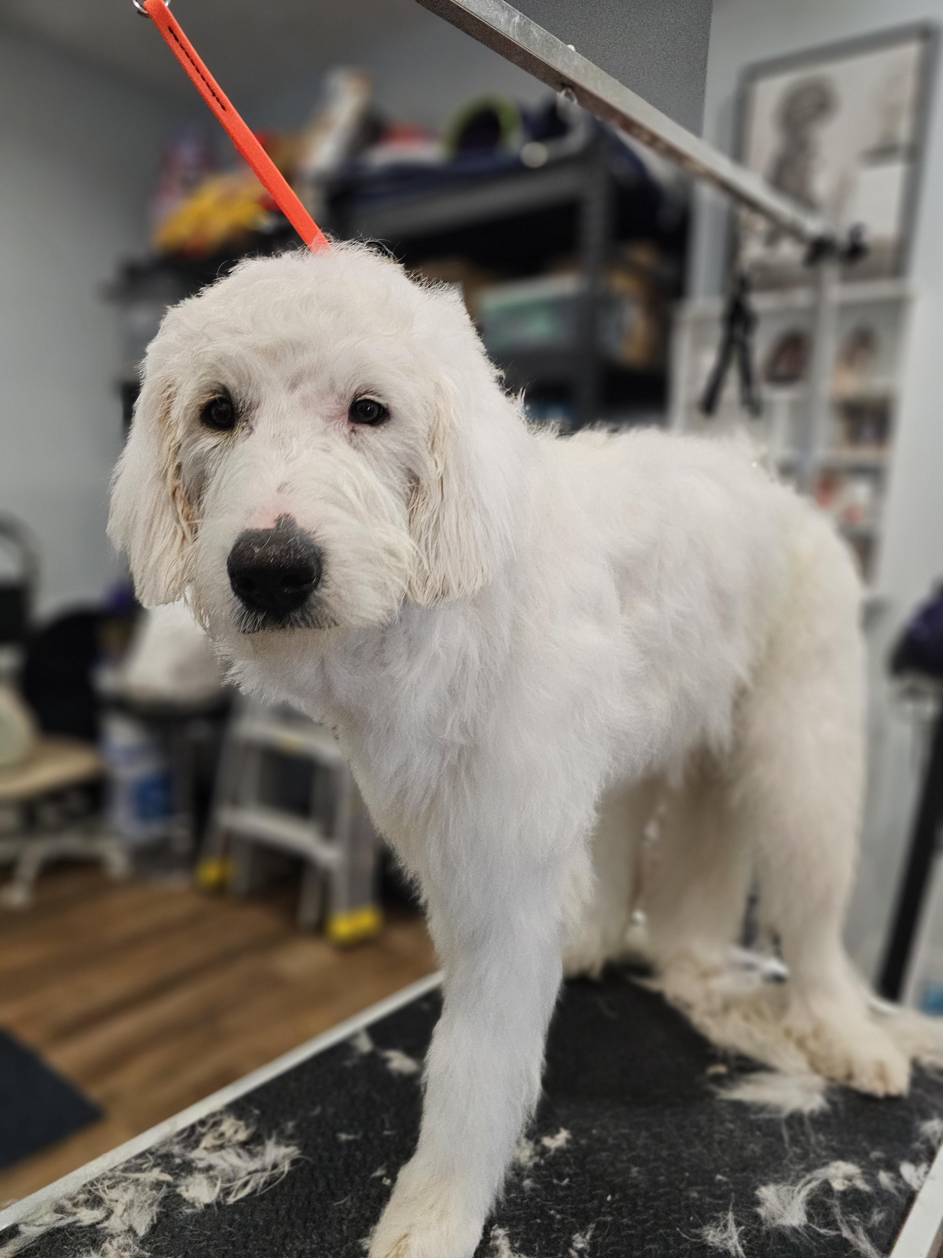 Enlarge Blanca so il, a Adoptable mixed breed in MURPHYSBORO , IL image 1/2