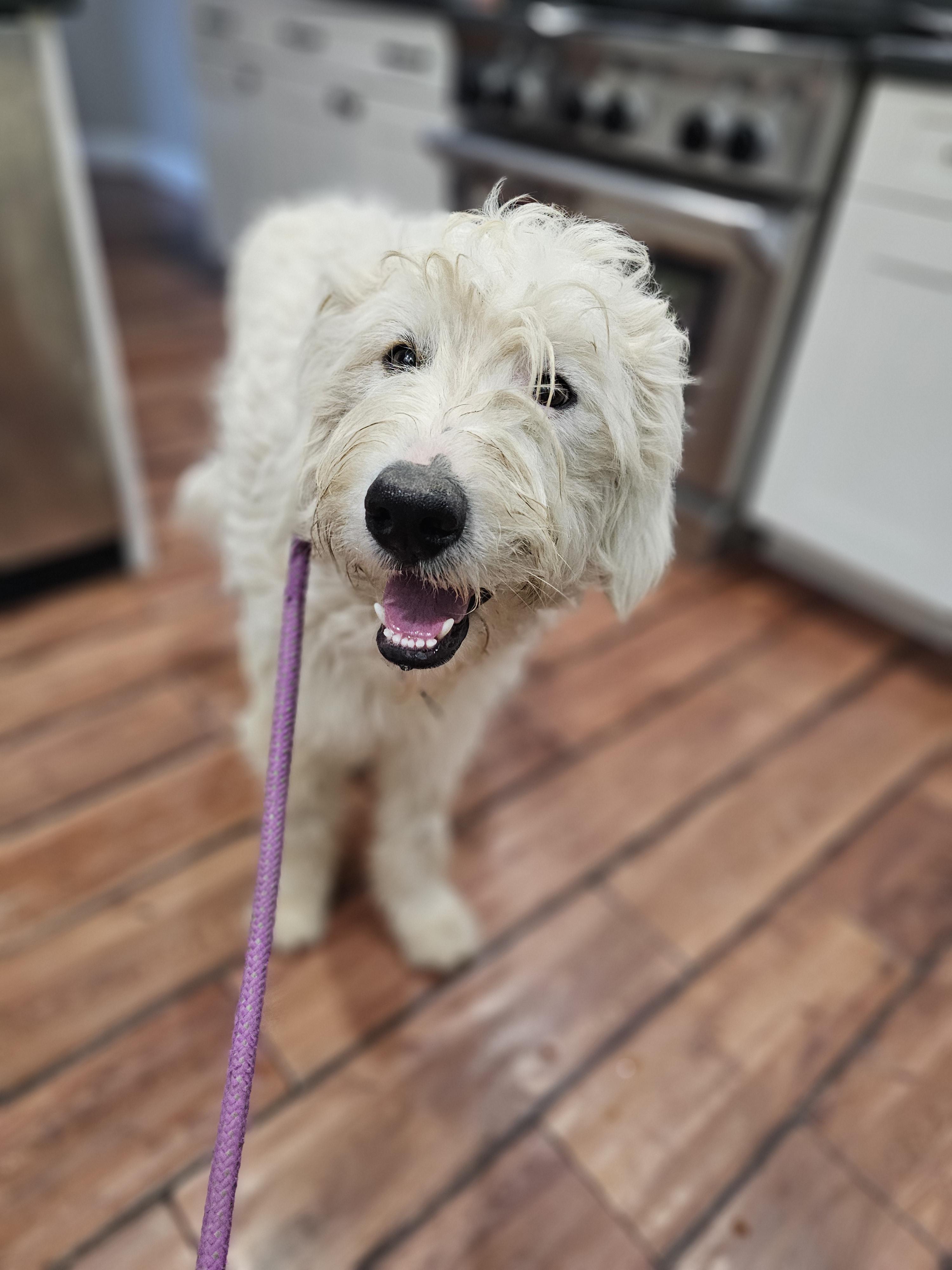 Enlarge Blanca so il, a Adoptable mixed breed in MURPHYSBORO , IL image 2/2