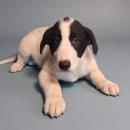 Einstein, Adoptable, Puppy Male Collie & Maremma Sheepdog.