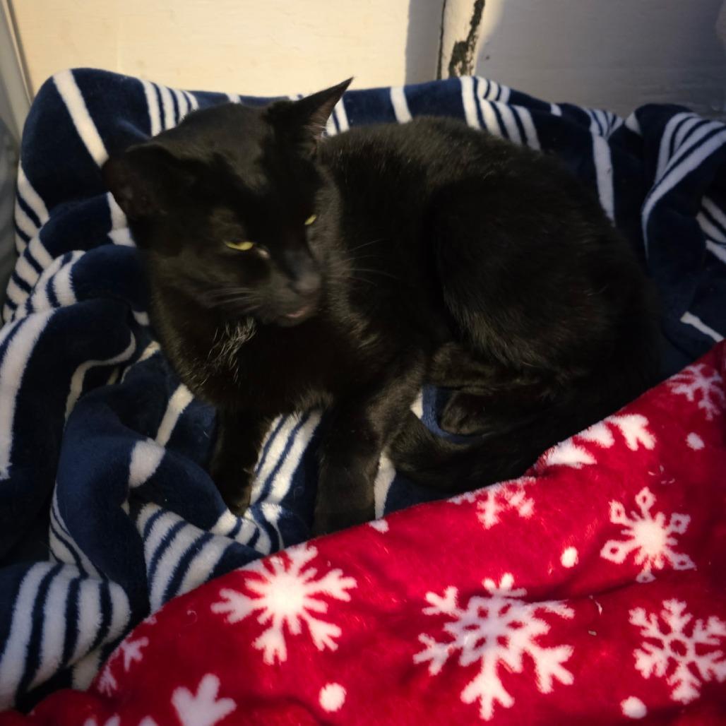 Missy from the Block, a Adoptable Domestic Short Hair in Ringtown, PA image 2/4