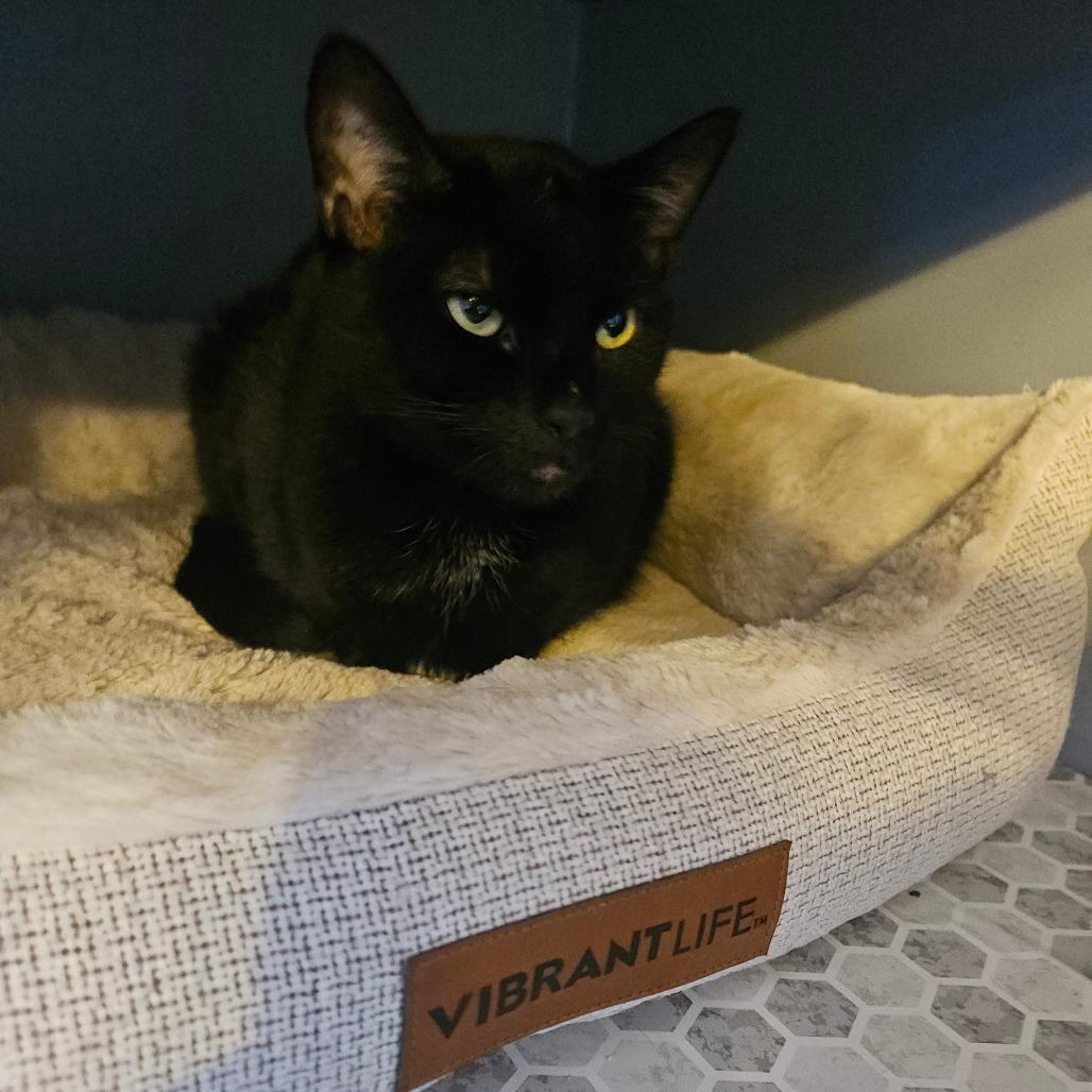 Missy from the Block, a Adoptable Domestic Short Hair in Ringtown, PA image 3/4
