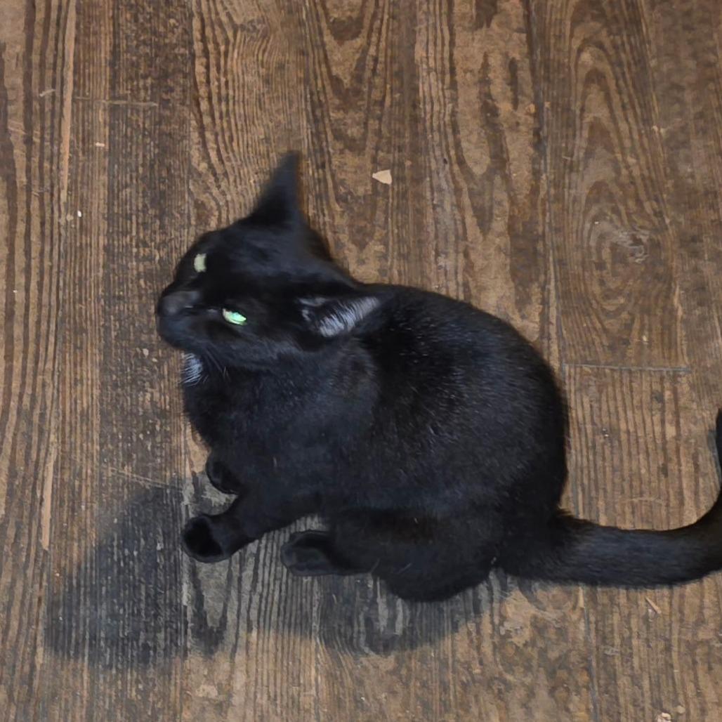 Missy from the Block, a Adoptable Domestic Short Hair in Ringtown, PA image 4/4