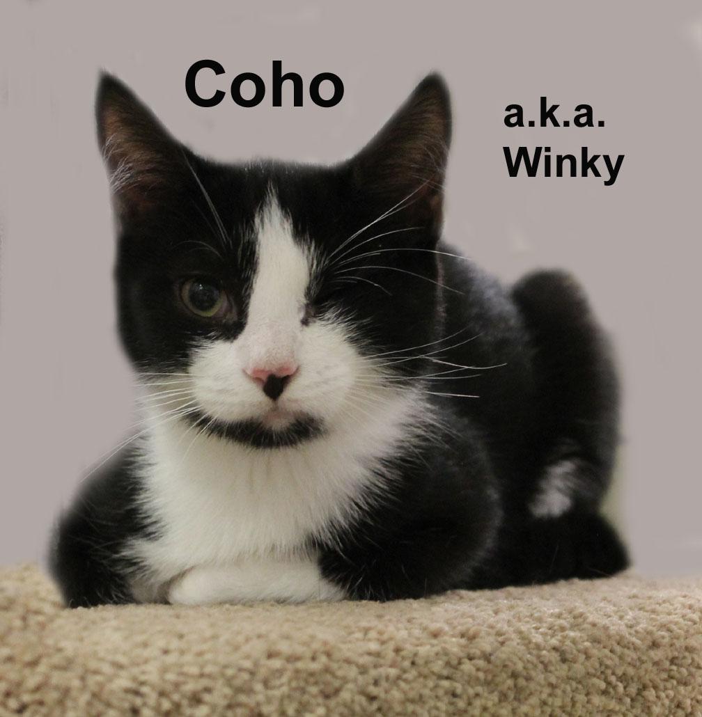 Coho (a.k.a. Winky) Fuhr. (sweet male kitten), adopted, Kitten Male Domestic Short Hair.