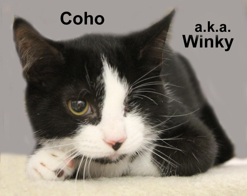 Coho (a.k.a. Winky) Fuhr. (sweet male kitten), an adopted Domestic Short Hair in Stowe, PA image 2/3