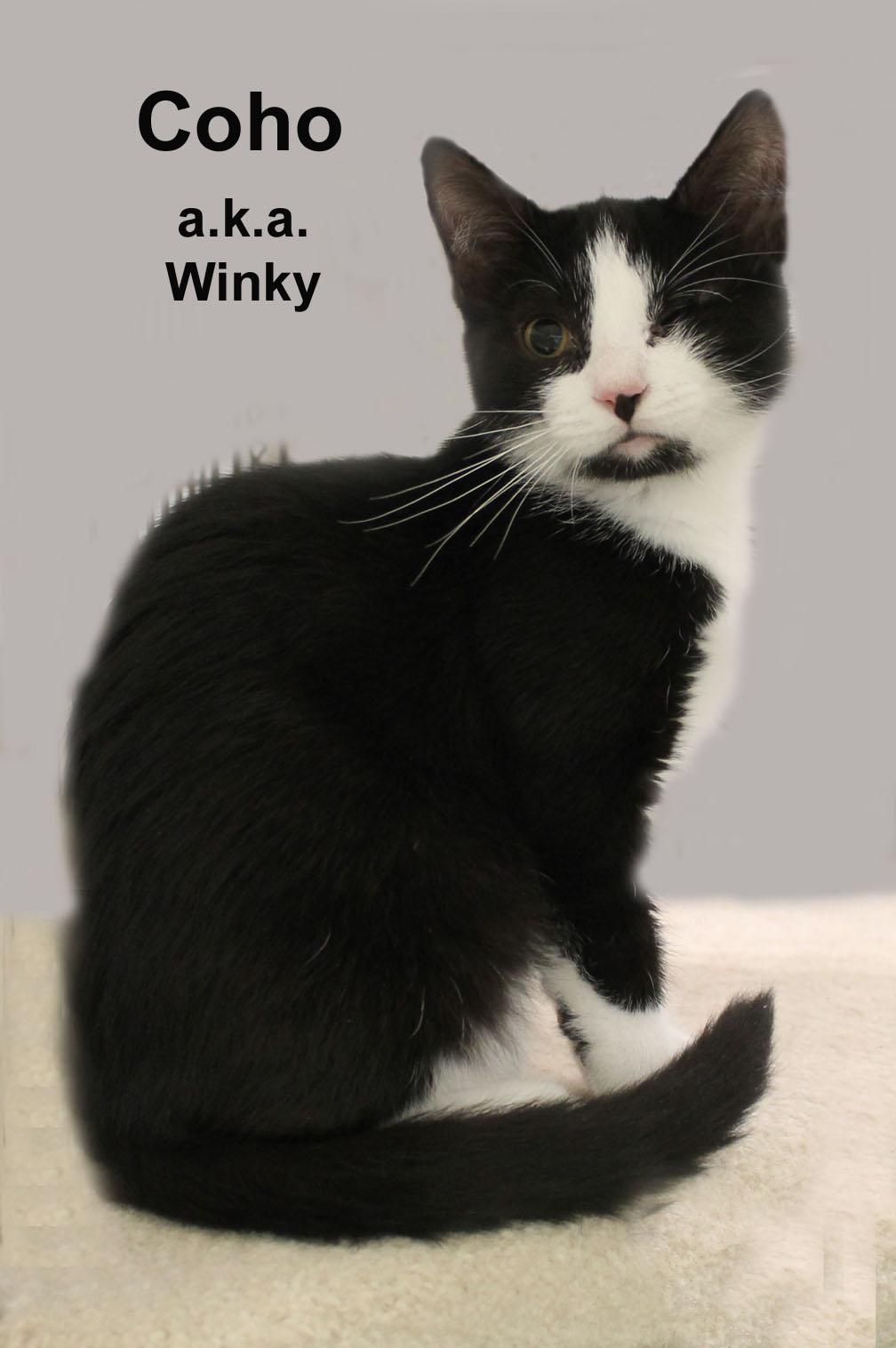 Coho (a.k.a. Winky) Fuhr. (sweet male kitten), an adopted Domestic Short Hair in Stowe, PA image 3/3