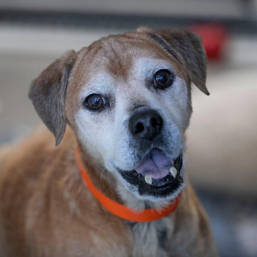 Baldwin (JA26-38), Adoptable, Senior Male Beagle & Shar-Pei.