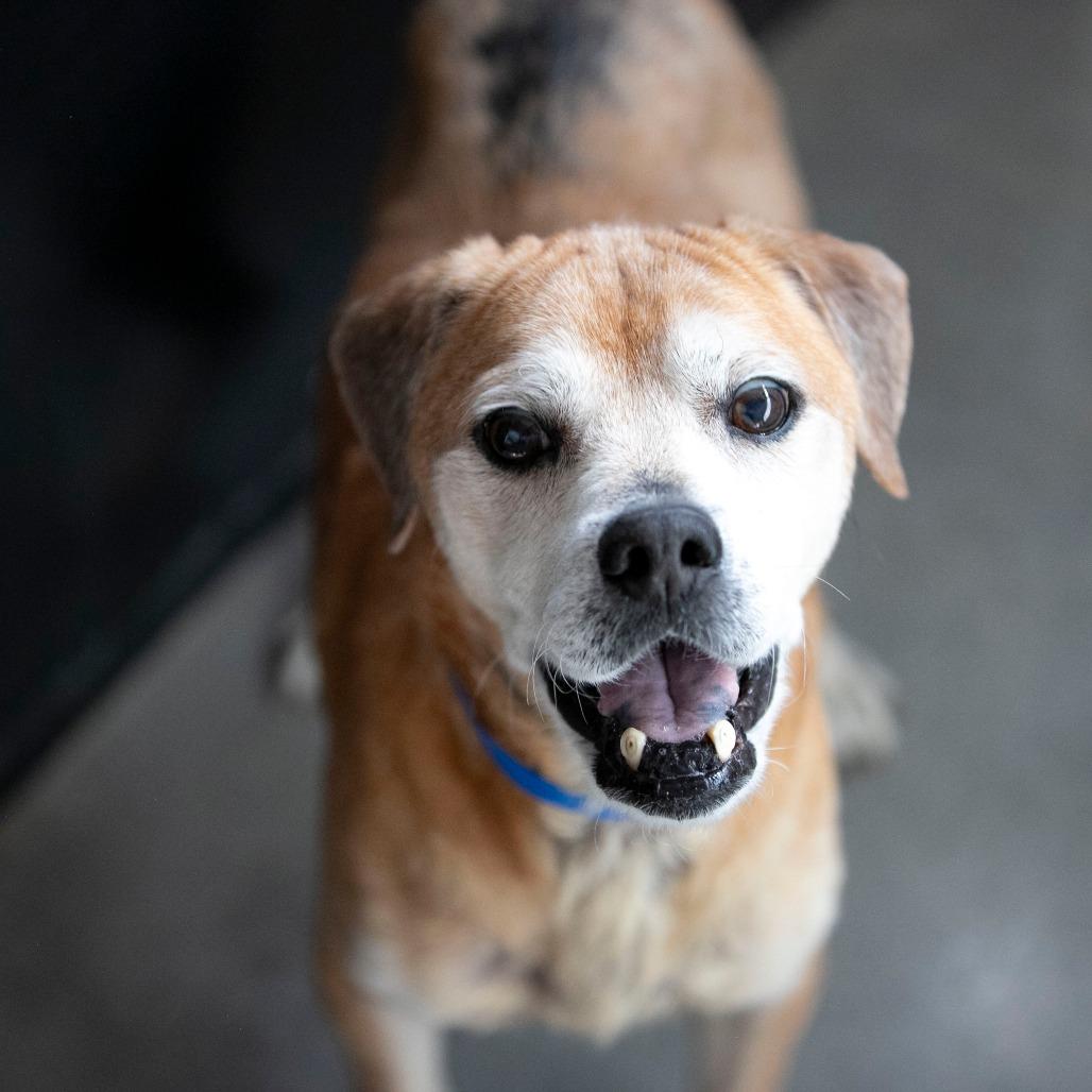 Enlarge Baldwin (JA26-38), a Adoptable mixed breed in Peyton, CO image 2/6