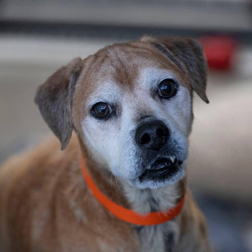 Enlarge Baldwin (JA26-38), a Adoptable mixed breed in Peyton, CO image 3/6