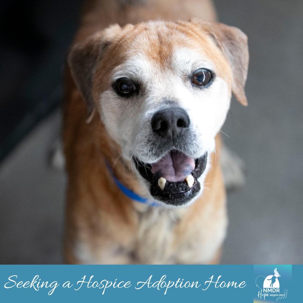Baldwin (JA26-38), a Adoptable mixed breed in Peyton, CO image 3/6