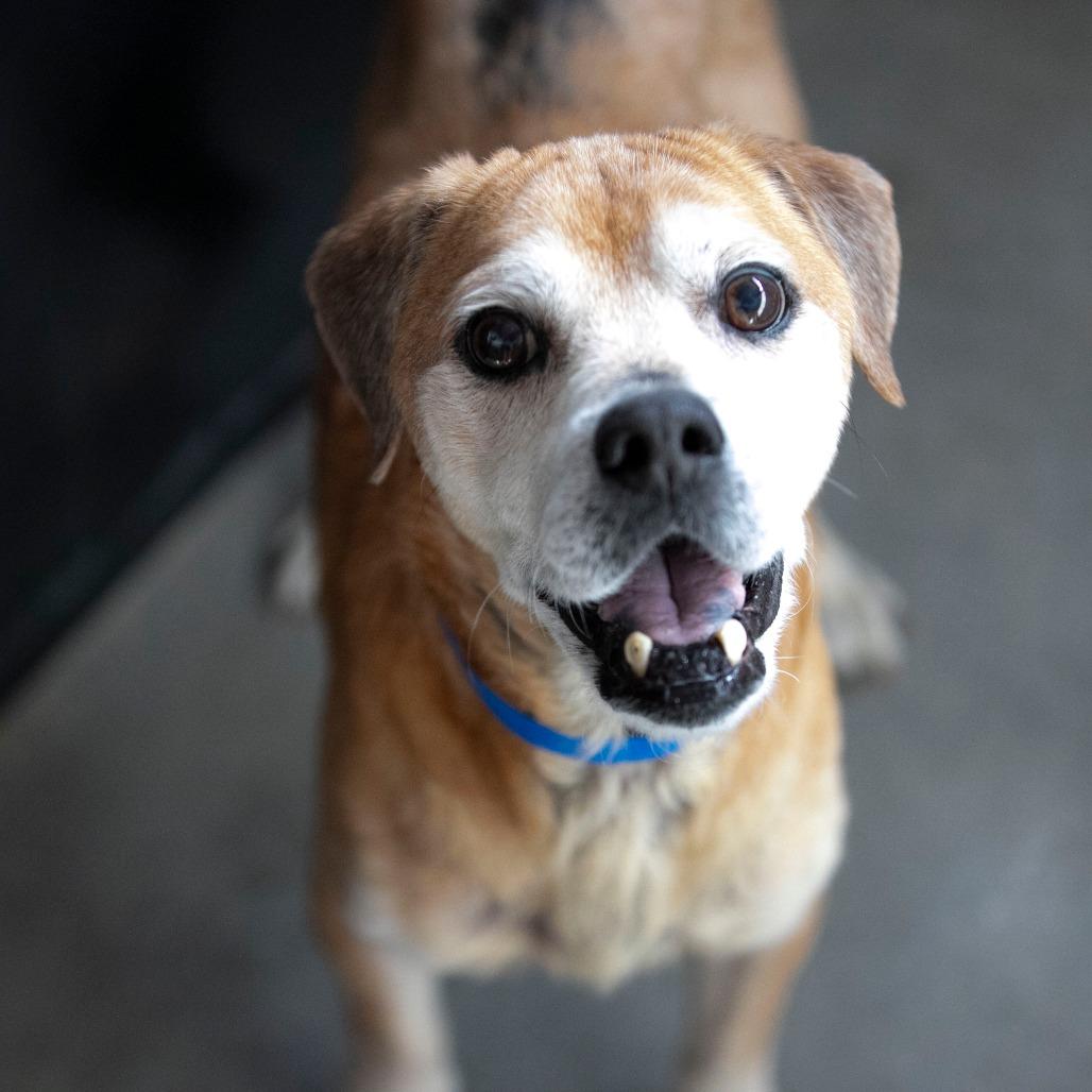 Enlarge Baldwin (JA26-38), a Adoptable mixed breed in Peyton, CO image 4/6