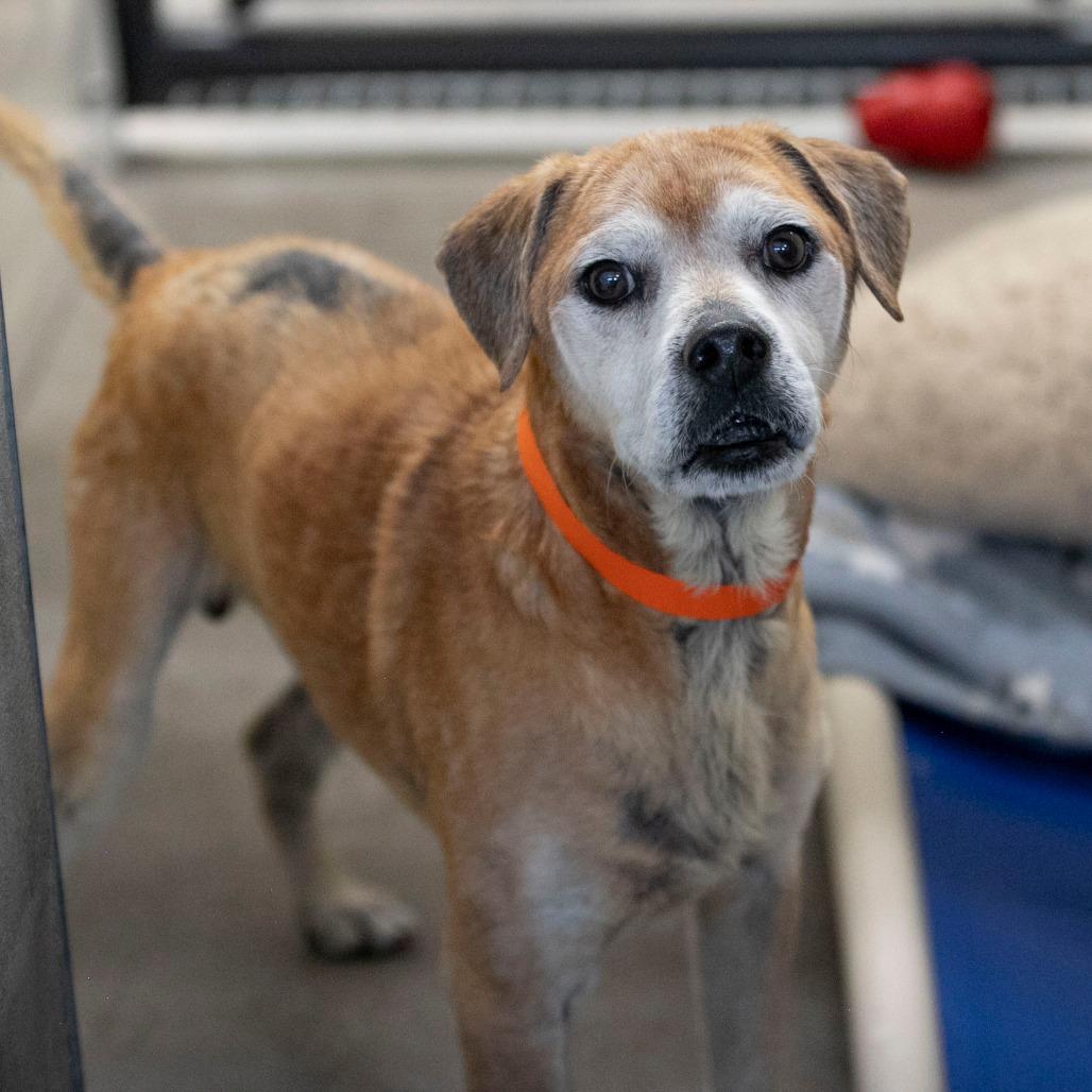 Enlarge Baldwin (JA26-38), a Adoptable mixed breed in Peyton, CO image 5/6