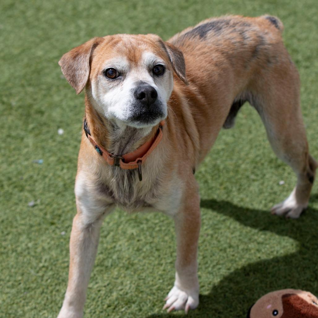 Enlarge Baldwin (JA26-38), a Adoptable mixed breed in Peyton, CO image 6/6