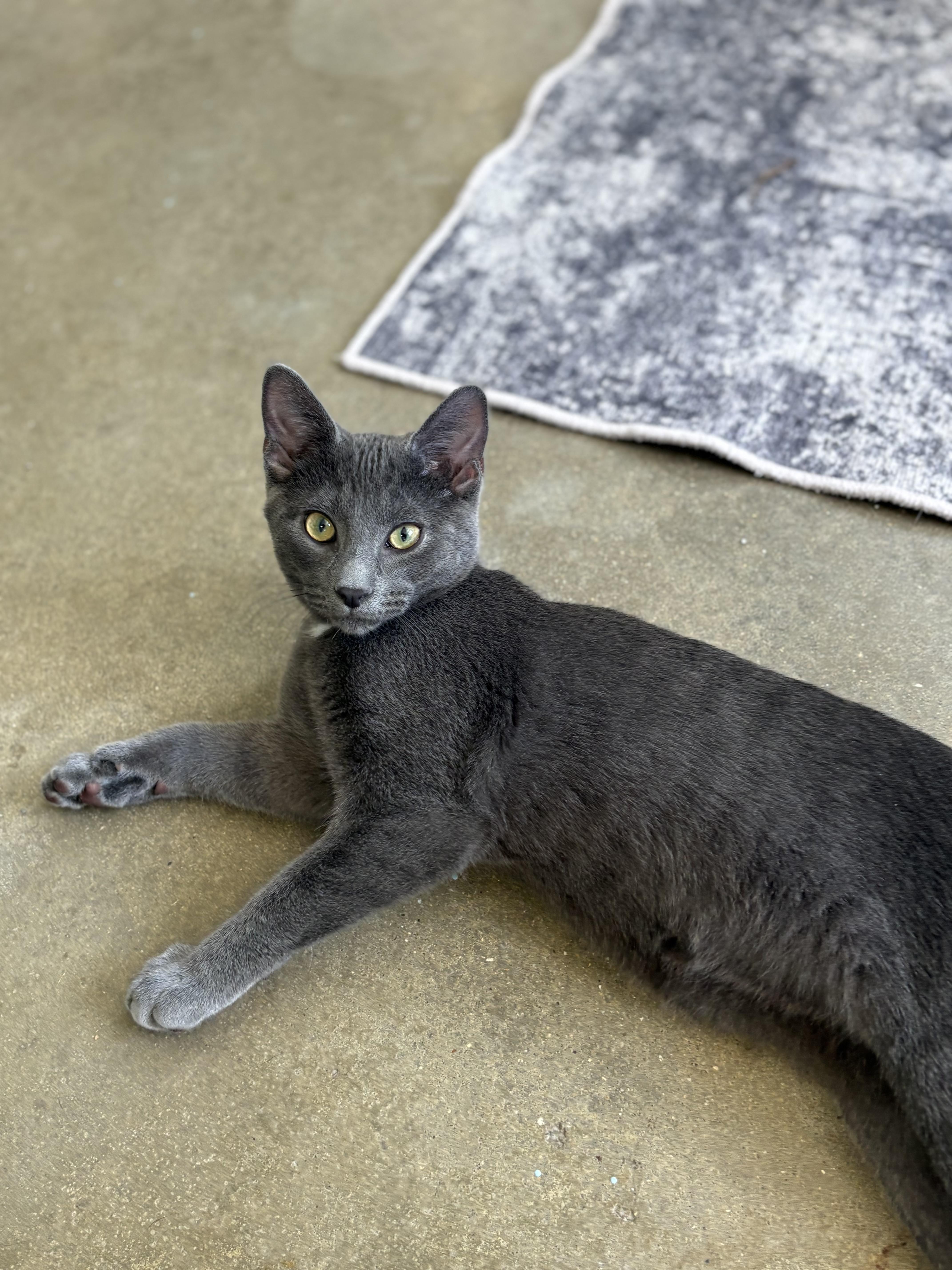 Smokey, Adoptable, Kitten Male Russian Blue & Domestic Short Hair.