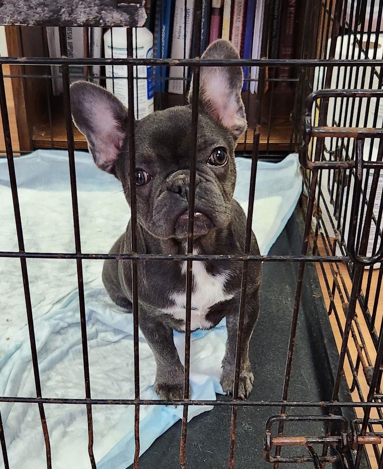 Enlarge Angie, a Adopted French Bulldog in Chester, NJ image 1/1