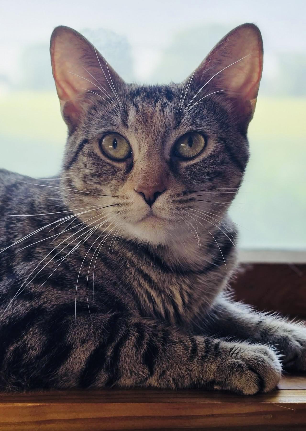 Enlarge Croissant, a Adoptable Domestic Short Hair in Andover, CT image 5/6