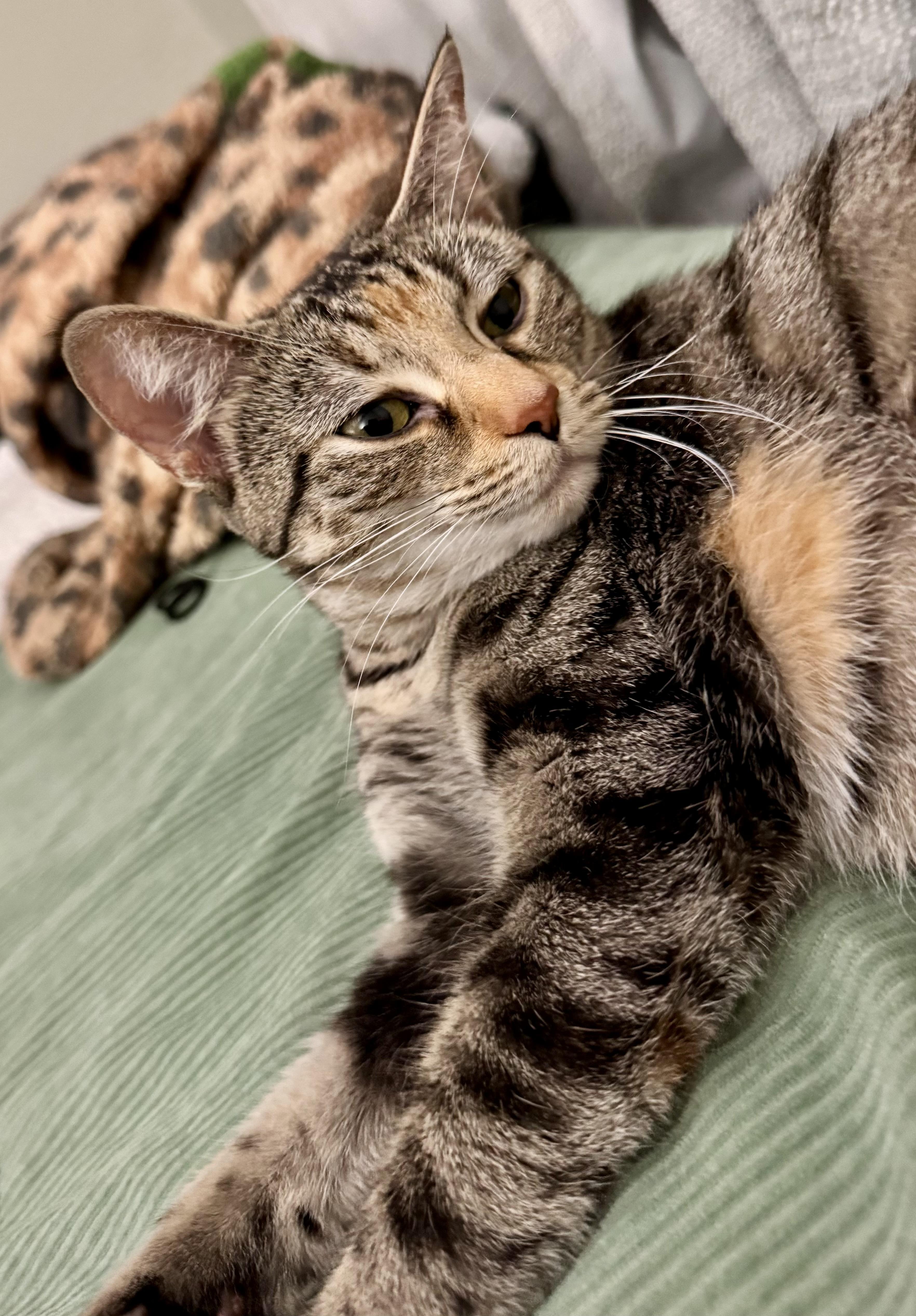 Enlarge Croissant, a Adoptable Domestic Short Hair in Andover, CT image 3/6