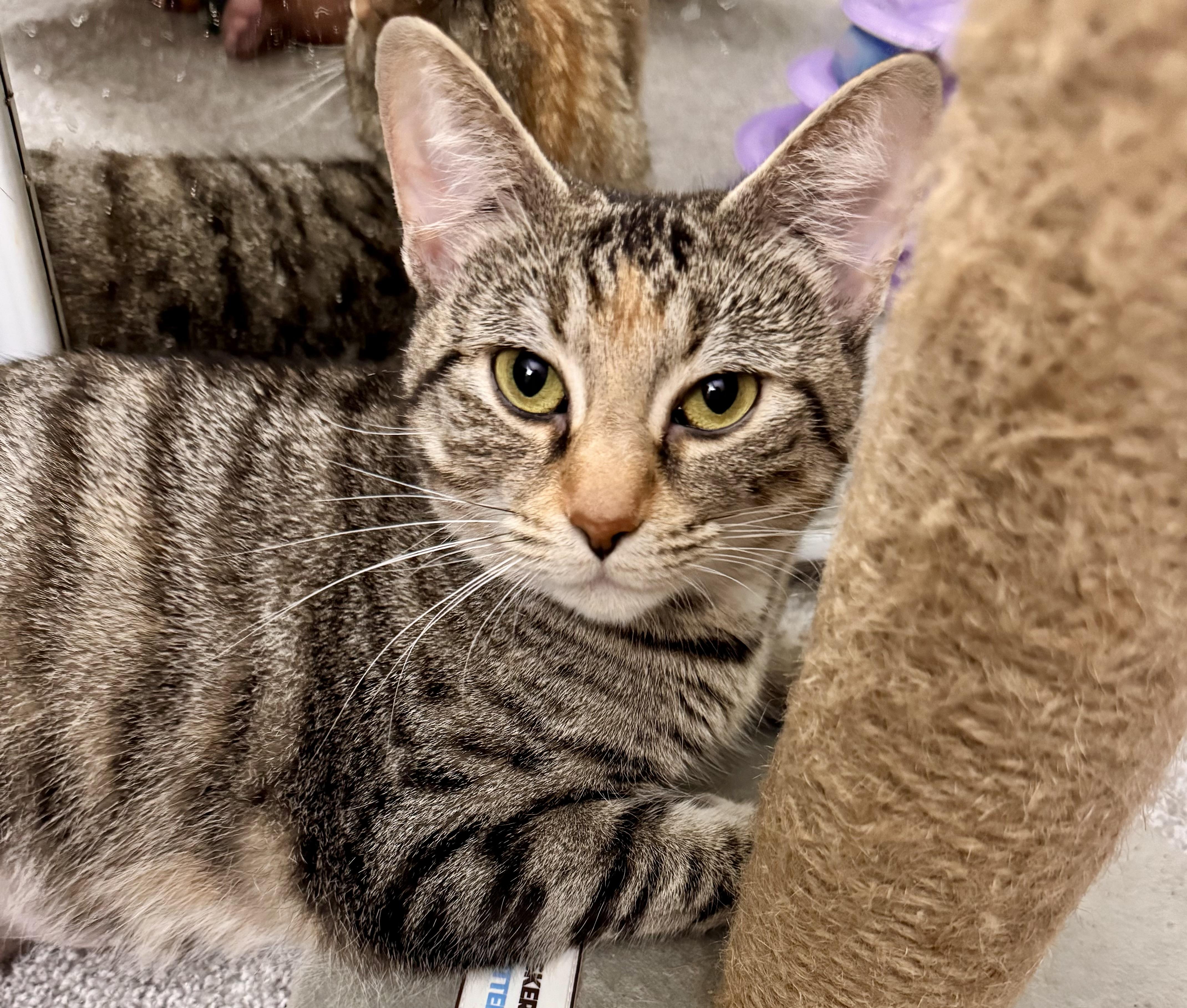 Enlarge Croissant, a Adoptable Domestic Short Hair in Andover, CT image 2/6