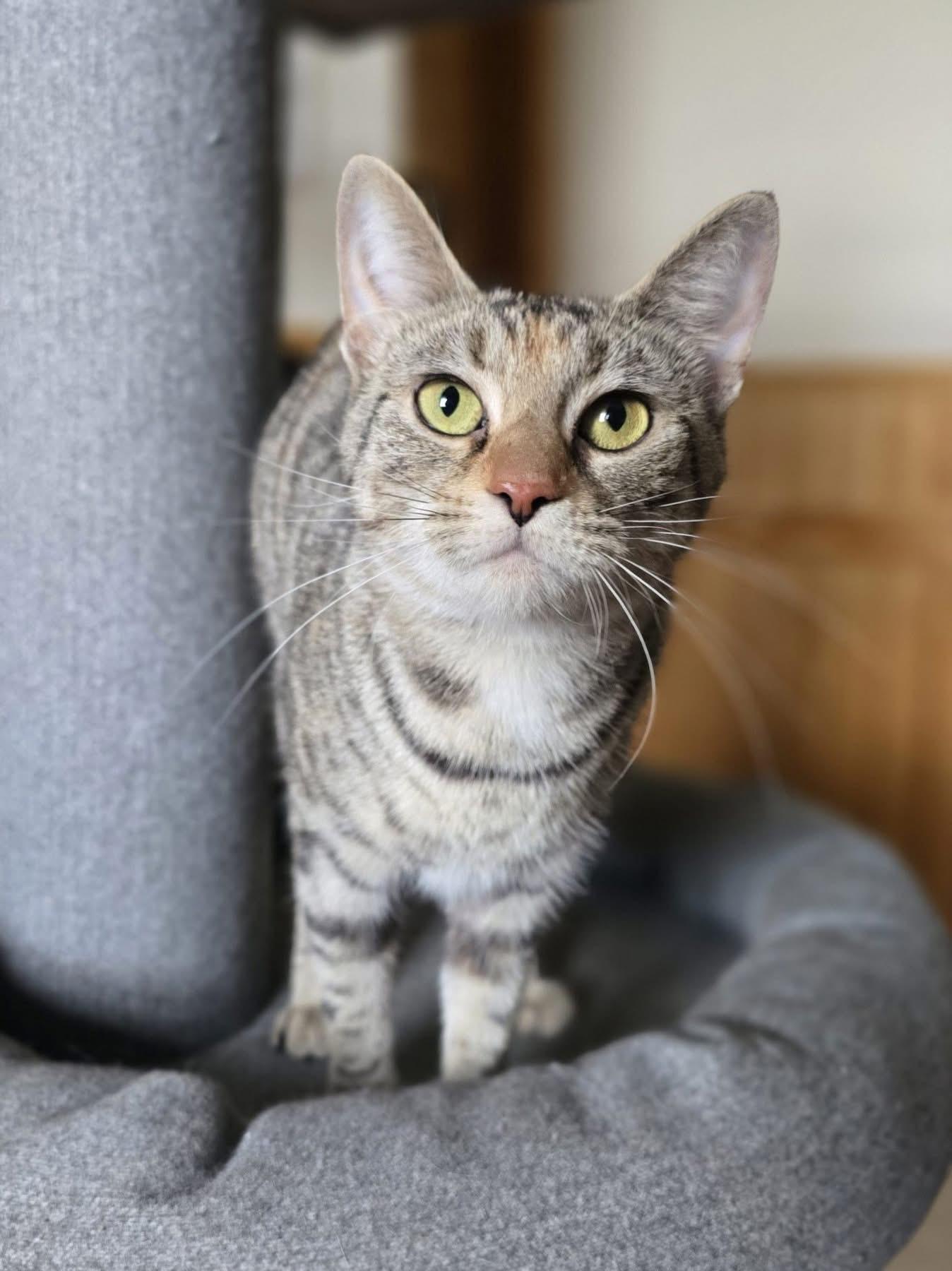 Enlarge Croissant, a Adoptable Domestic Short Hair in Andover, CT image 4/6