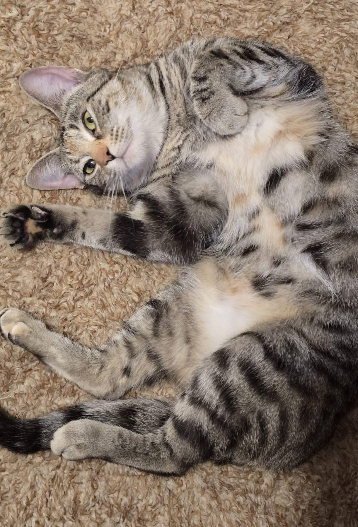 Enlarge Croissant, a Adoptable Domestic Short Hair in Andover, CT image 1/6
