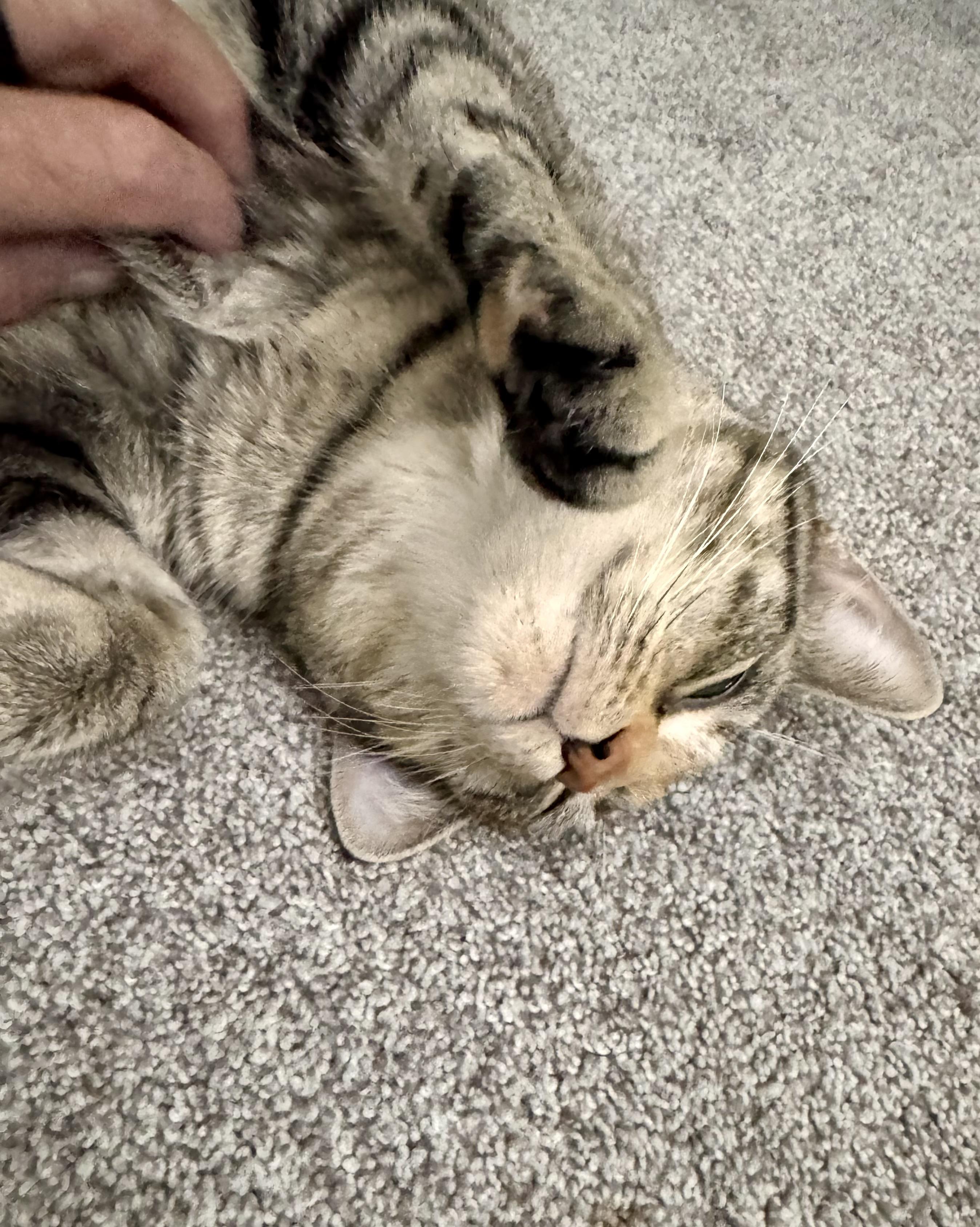 Enlarge Croissant, a Adoptable Domestic Short Hair in Andover, CT image 6/6