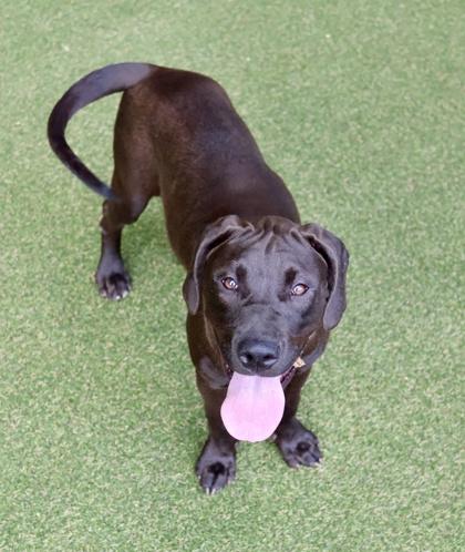 Sasha, Adoptable, Puppy Female Labrador Retriever & Mixed Breed.