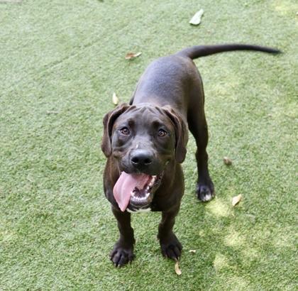 Sasha, a Adoptable mixed breed in Picayune, MS image 2/3