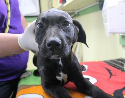 Sasha, a Adoptable mixed breed in Picayune, MS image 3/3