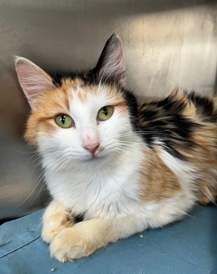 Niagara, a Adopted mixed breed in Carrollton, GA image 1/3