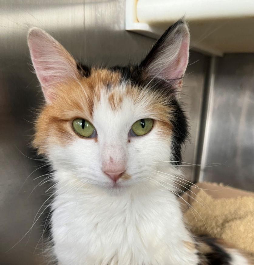 Niagara, a Adopted mixed breed in Carrollton, GA image 3/3