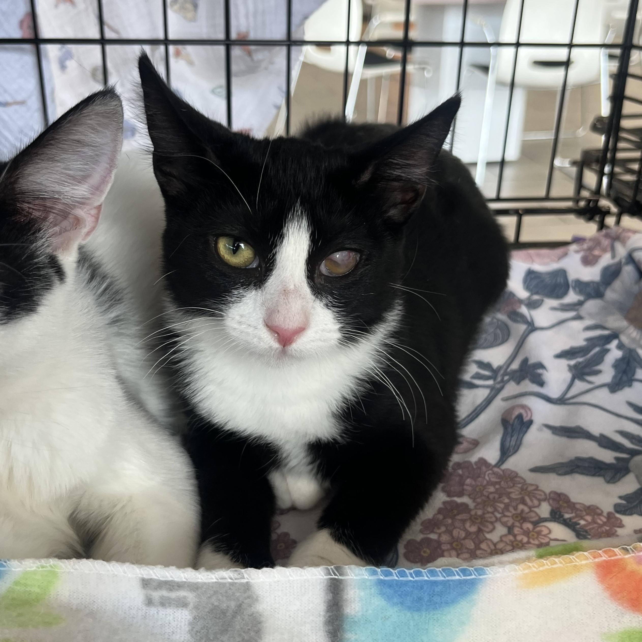 Enlarge Dragonfly, a Adoptable Domestic Short Hair in Lemoyne, PA image 2/6