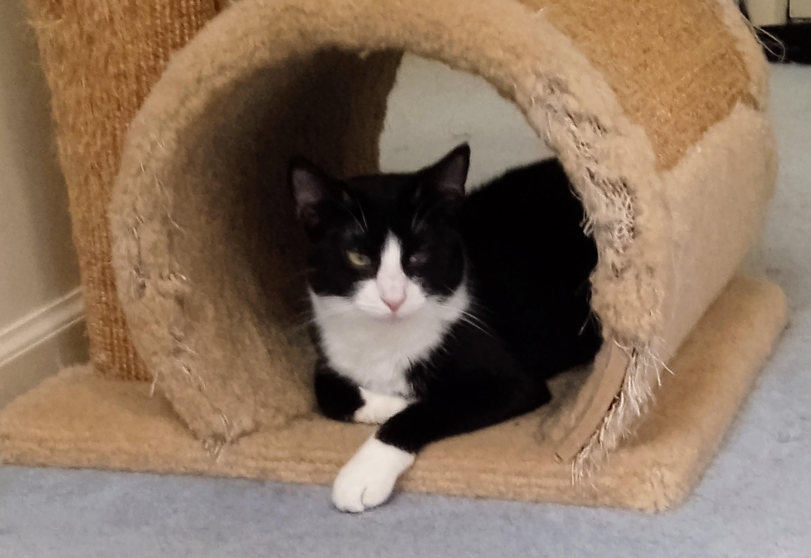 Dragonfly, a Adoptable Domestic Short Hair in Lemoyne, PA image 3/6