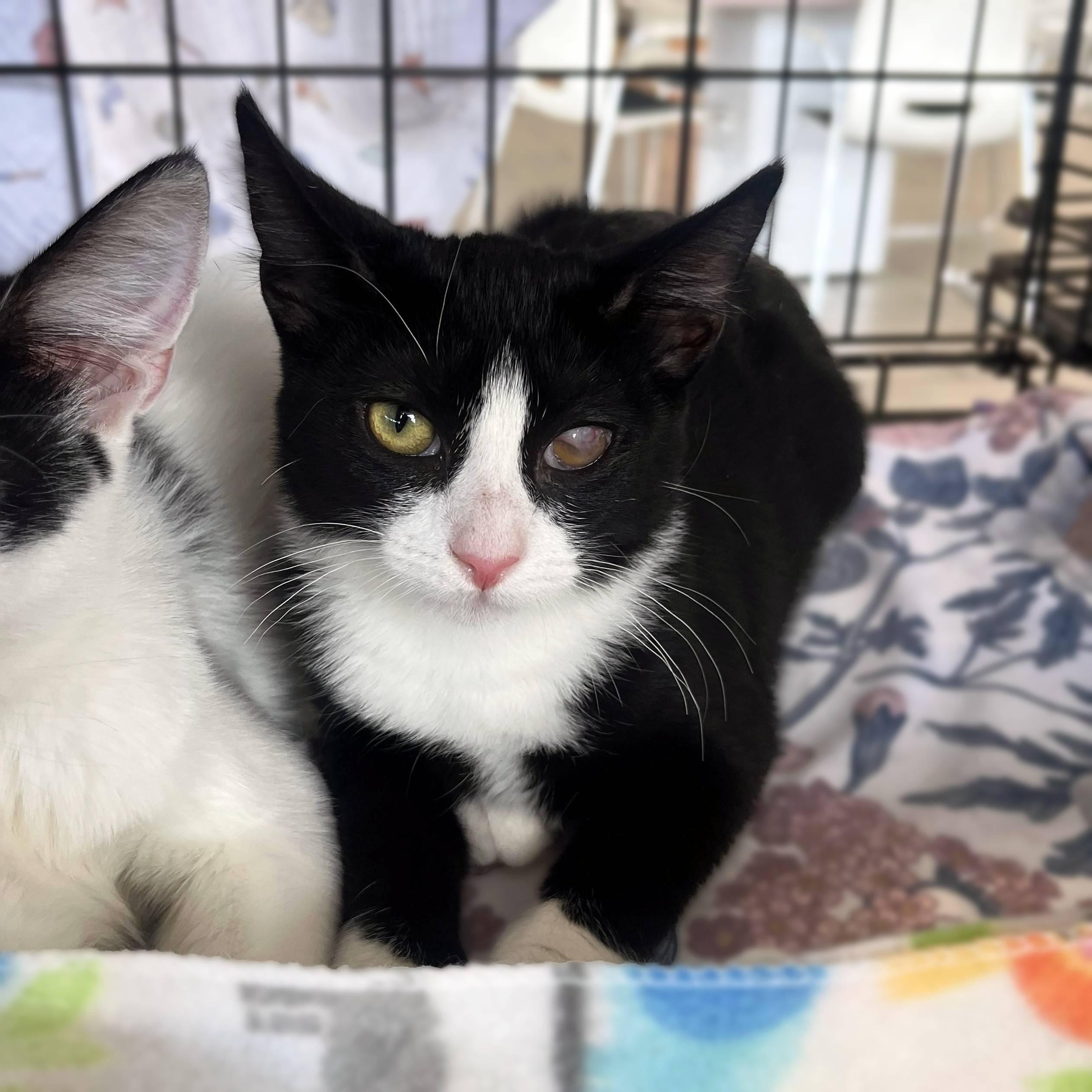 Enlarge Dragonfly, a Adoptable Domestic Short Hair in Lemoyne, PA image 2/5