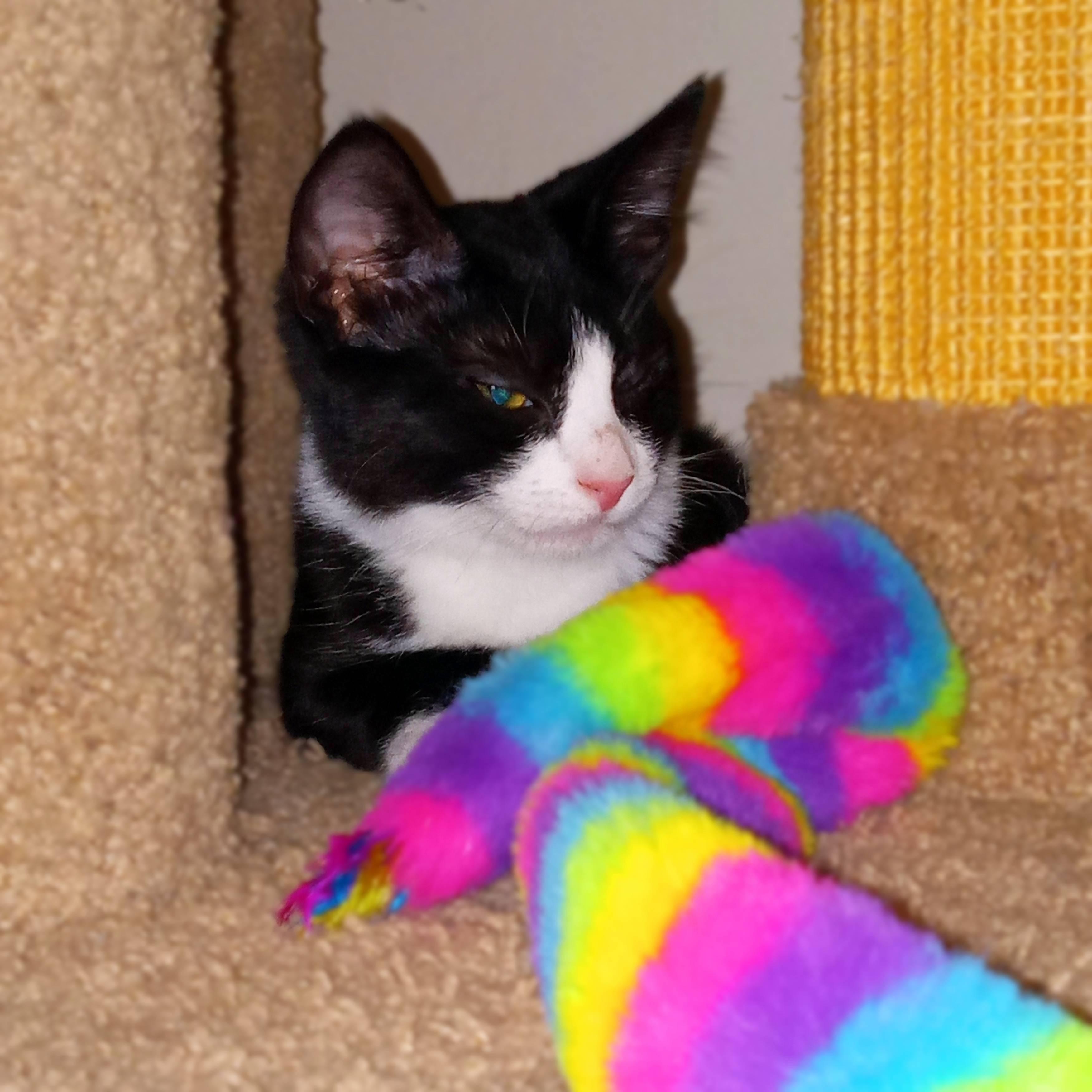 Enlarge Dragonfly, a Adoptable Domestic Short Hair in Lemoyne, PA image 5/5