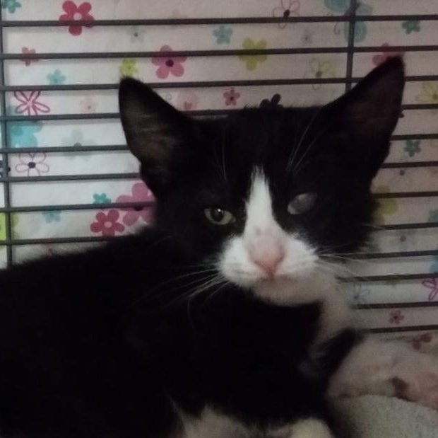 Enlarge Dragonfly, a Adoptable Domestic Short Hair in Lemoyne, PA image 3/6