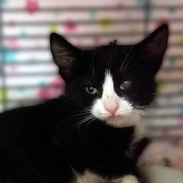Enlarge Dragonfly, a Adoptable Domestic Short Hair in Lemoyne, PA image 4/5
