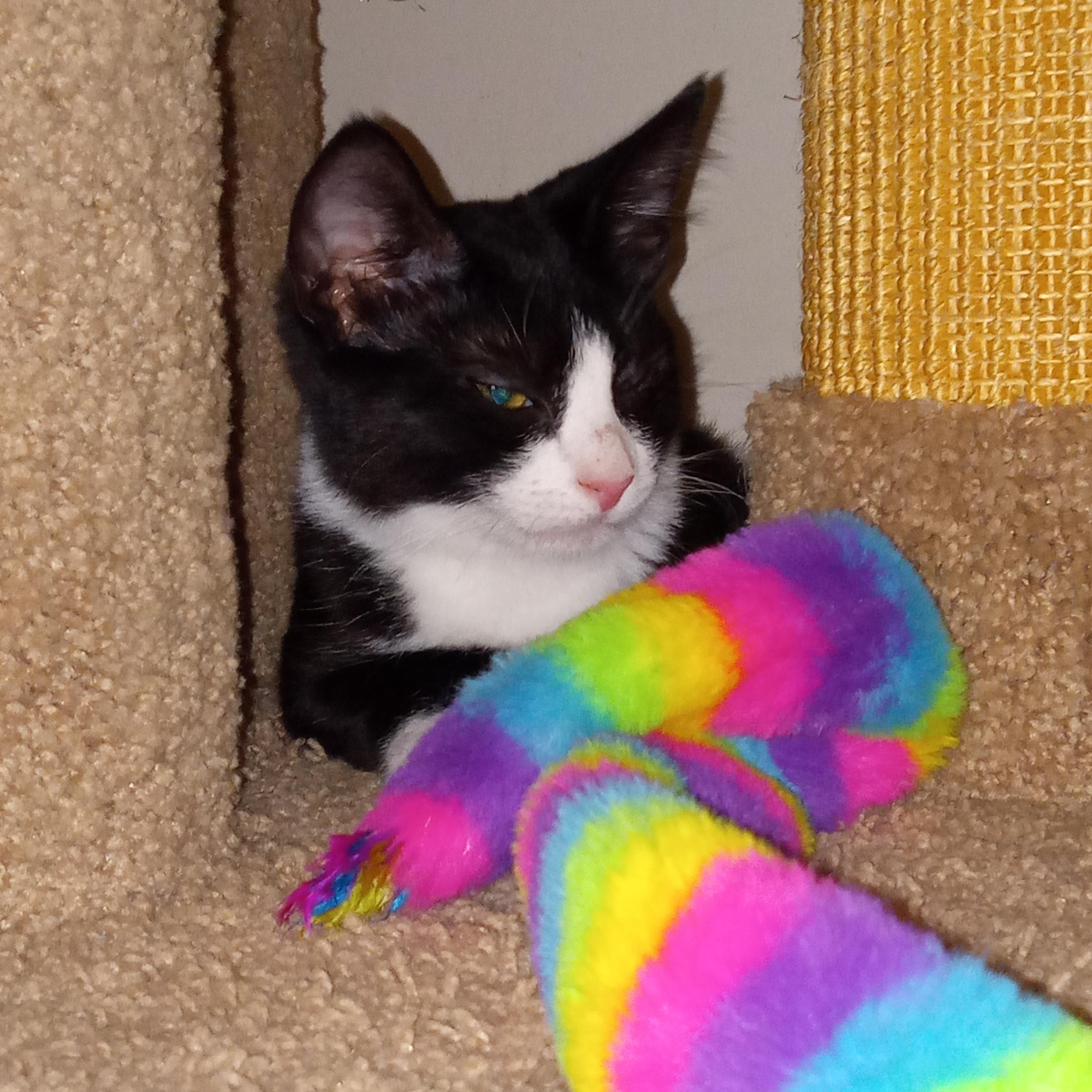 Enlarge Dragonfly, a Adoptable Domestic Short Hair in Lemoyne, PA image 5/6