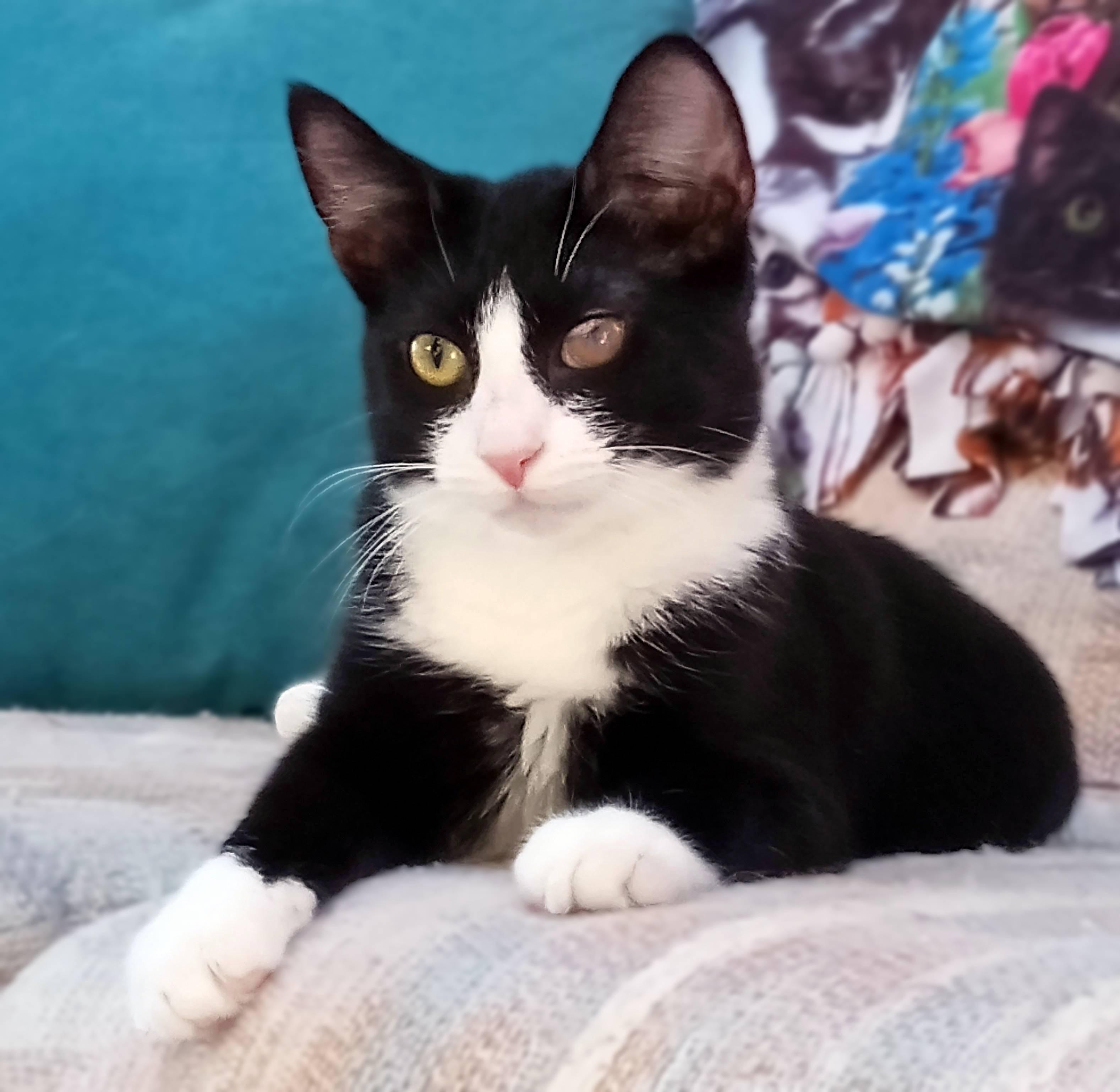 Dragonfly, Adoptable, Young Female Domestic Short Hair.