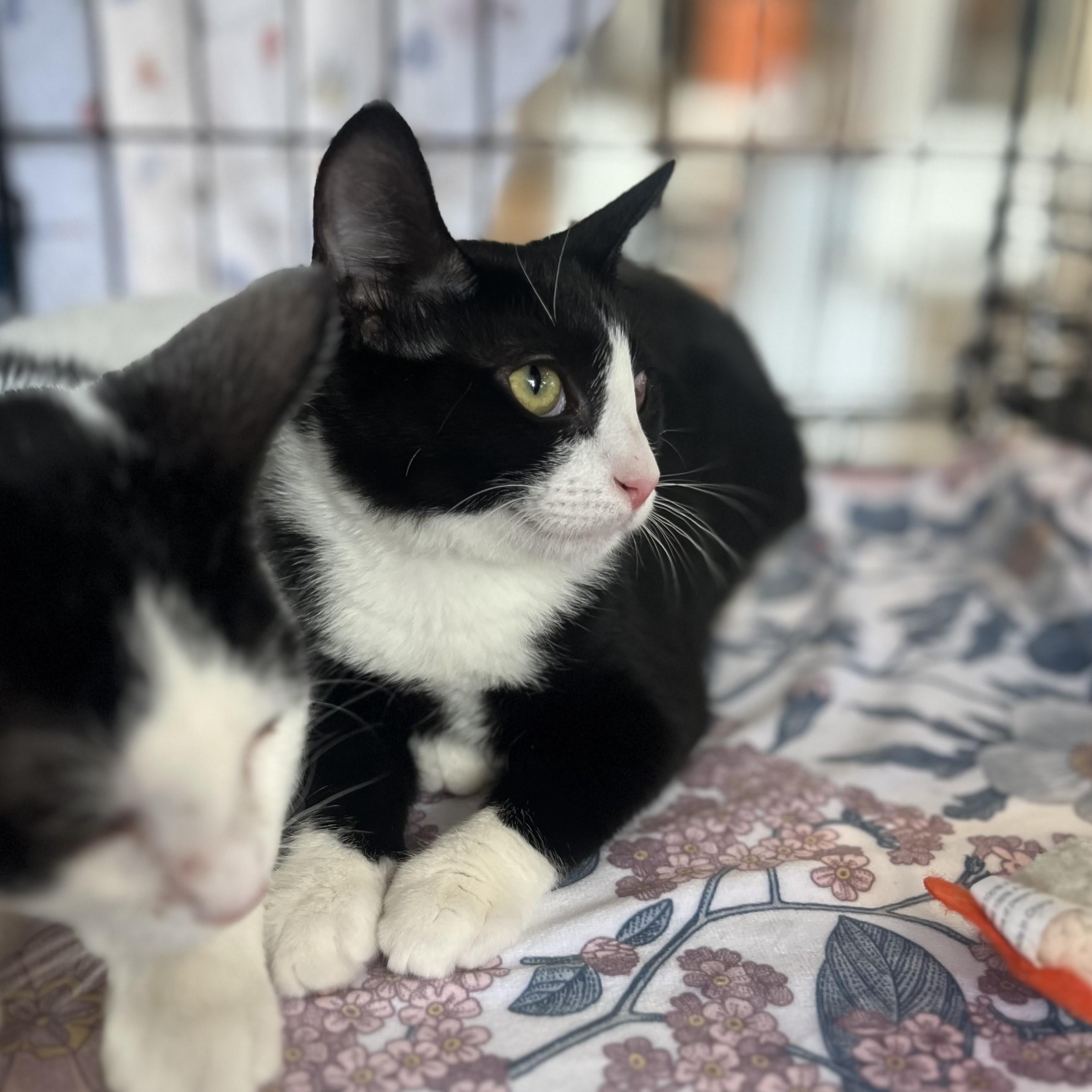 Enlarge Dragonfly, a Adoptable Domestic Short Hair in Lemoyne, PA image 6/6