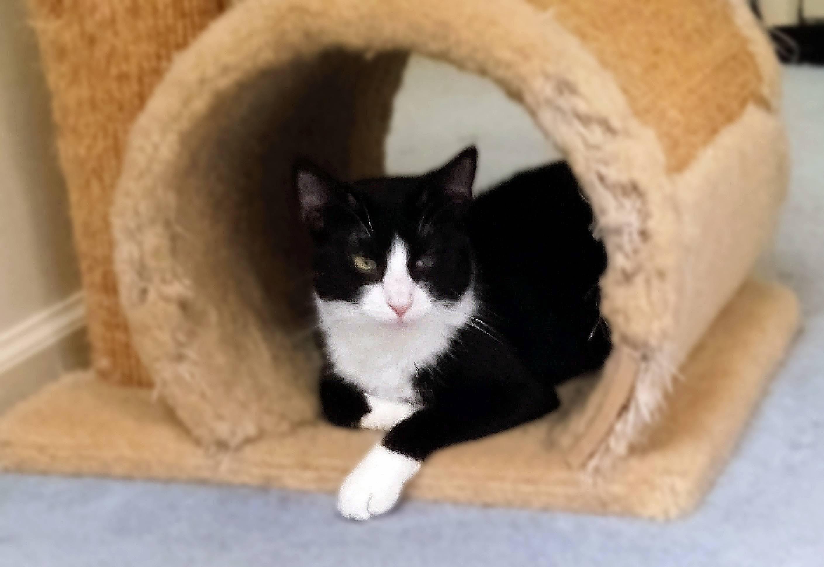 Enlarge Dragonfly, a Adoptable Domestic Short Hair in Lemoyne, PA image 3/5