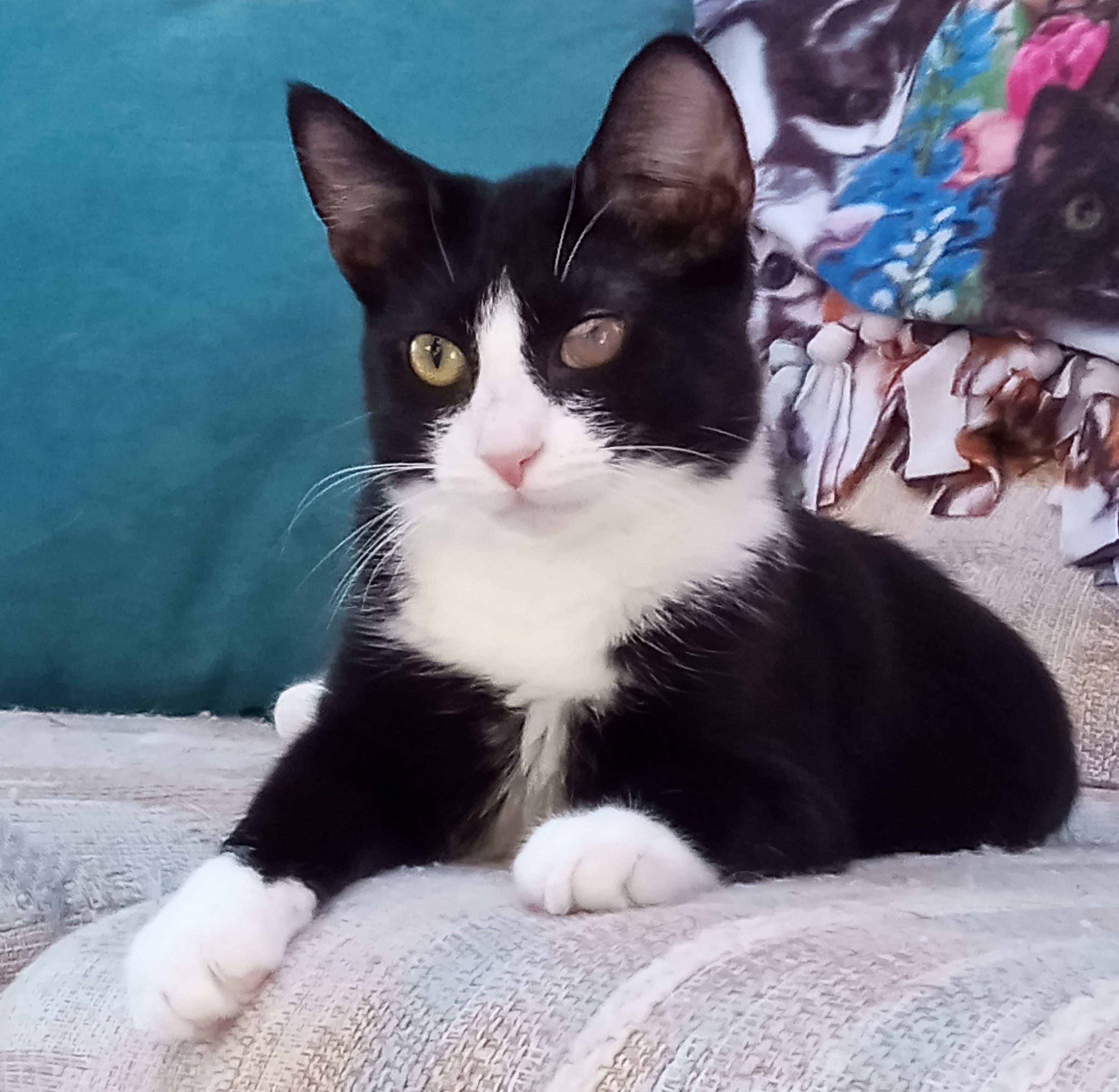Enlarge Dragonfly, a Adoptable Domestic Short Hair in Lemoyne, PA image 1/6