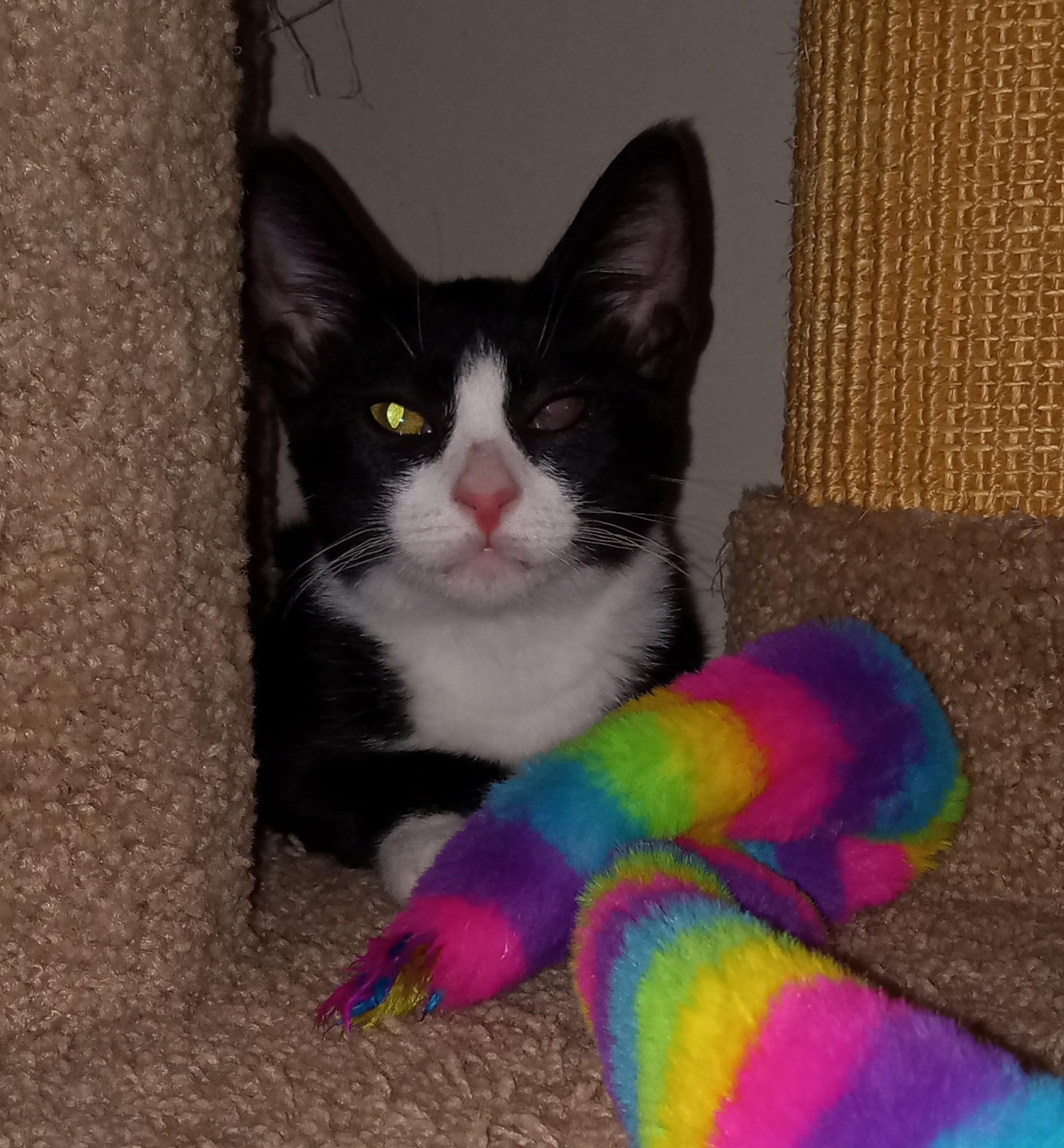 Enlarge Dragonfly, a Adoptable Domestic Short Hair in Lemoyne, PA image 4/6